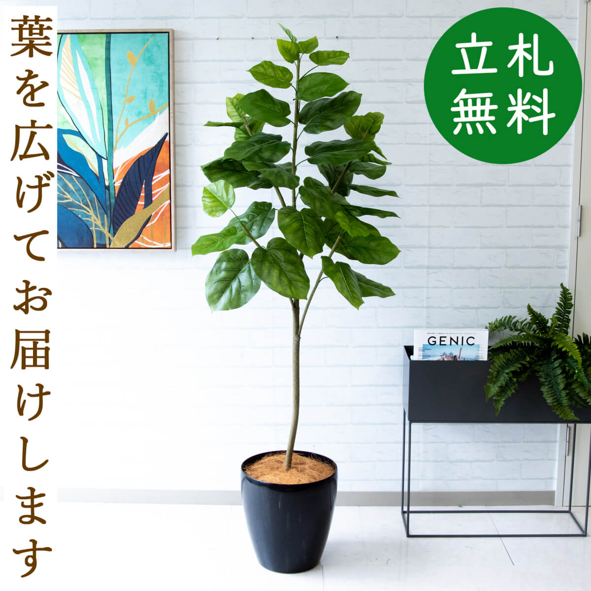 楽天市場】ウンベラータ 150cm(人工観葉植物|造花・人工観葉 楽天市場】ウンベラータ 150cm(人工観葉植物|造花・人工観葉