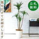 人工 観葉植物 フェイク グリーン ユッカポット H約120cm 店舗 装飾 開店 開業 移転 祝い ギフト プレゼント 住宅展示場 モデルハウス オフィス お祝い立札無料 【PG013-A265WH ユッカポット H約120cm/ポリプロピレン鉢 】