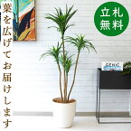 人工観葉植物 フェイクグリーン ユッカポット H約120cm [お祝い立札無料] 観葉植物 フェイク 造花 開店祝い 開業祝い お祝い おしゃれ インテリア 住宅展示場 店舗【PG013-A265WH ユッカポット H約120cm/ポリプロピレン鉢 】