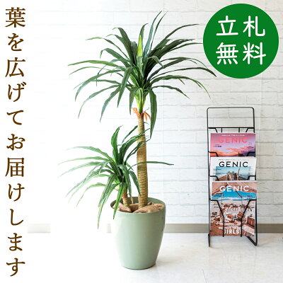 楽天市場 人工観葉植物 フェイクグリーン ドラセナコンシナ H約1cm お祝い立札無料 観葉植物 フェイク おしゃれ アーティフィシャルグリーン 観葉樹木 人工樹木 インテリア 住宅展示場 オフィス 開業祝い 店舗装飾 Pg014 65gr ドラセナコンシナ H約1cm 楽天市場 人工観葉植物 フェイクグリーン ドラセナコンシナ H約1cm お祝い立札無料 観葉植物 フェイク おしゃれ アーティフィシャルグリーン 観葉樹木 人工樹木 インテリア 住宅展示場 オフィス 開業祝い 店舗装飾 Pg014 65gr ドラセナコンシナ H約1cm