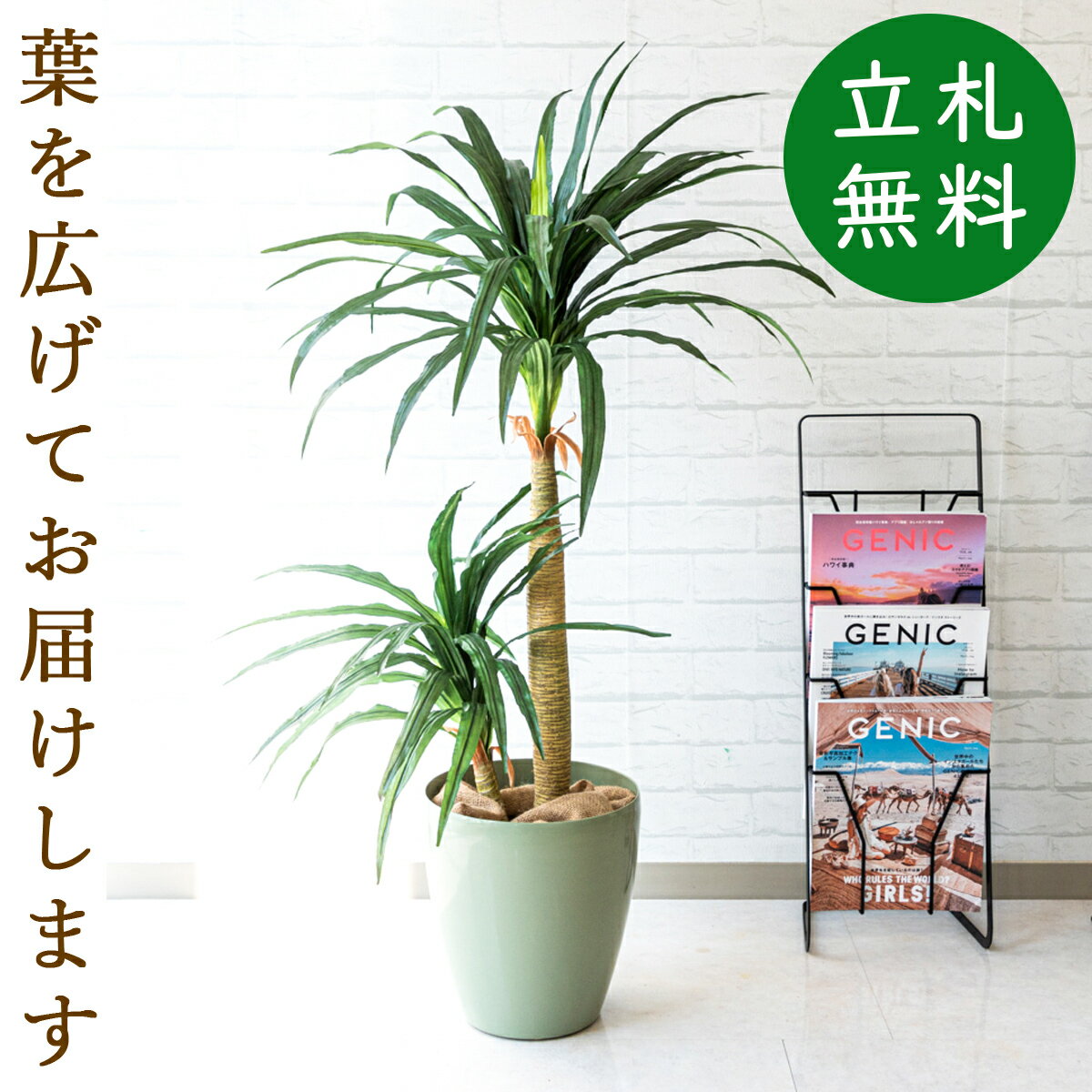 楽天市場 人工観葉植物 フェイクグリーン ドラセナコンシナ H約1cm お祝い立札無料 観葉植物 フェイク おしゃれ アーティフィシャルグリーン 観葉樹木 人工樹木 インテリア 住宅展示場 オフィス 開業祝い 店舗装飾 Pg014 65gr ドラセナコンシナ H約1cm