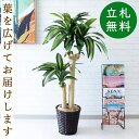 人工 観葉植物 フェイク グリーン マッサン(幸福の木) H約125cm 店舗 装飾 開店 開業 移転 祝い ギフト プレゼント 住宅展示場 モデルハウス オフィス [お祝い立札無料]【PG016-MEL26DB マッサン(幸福の木) H約125cm/バスケット鉢】