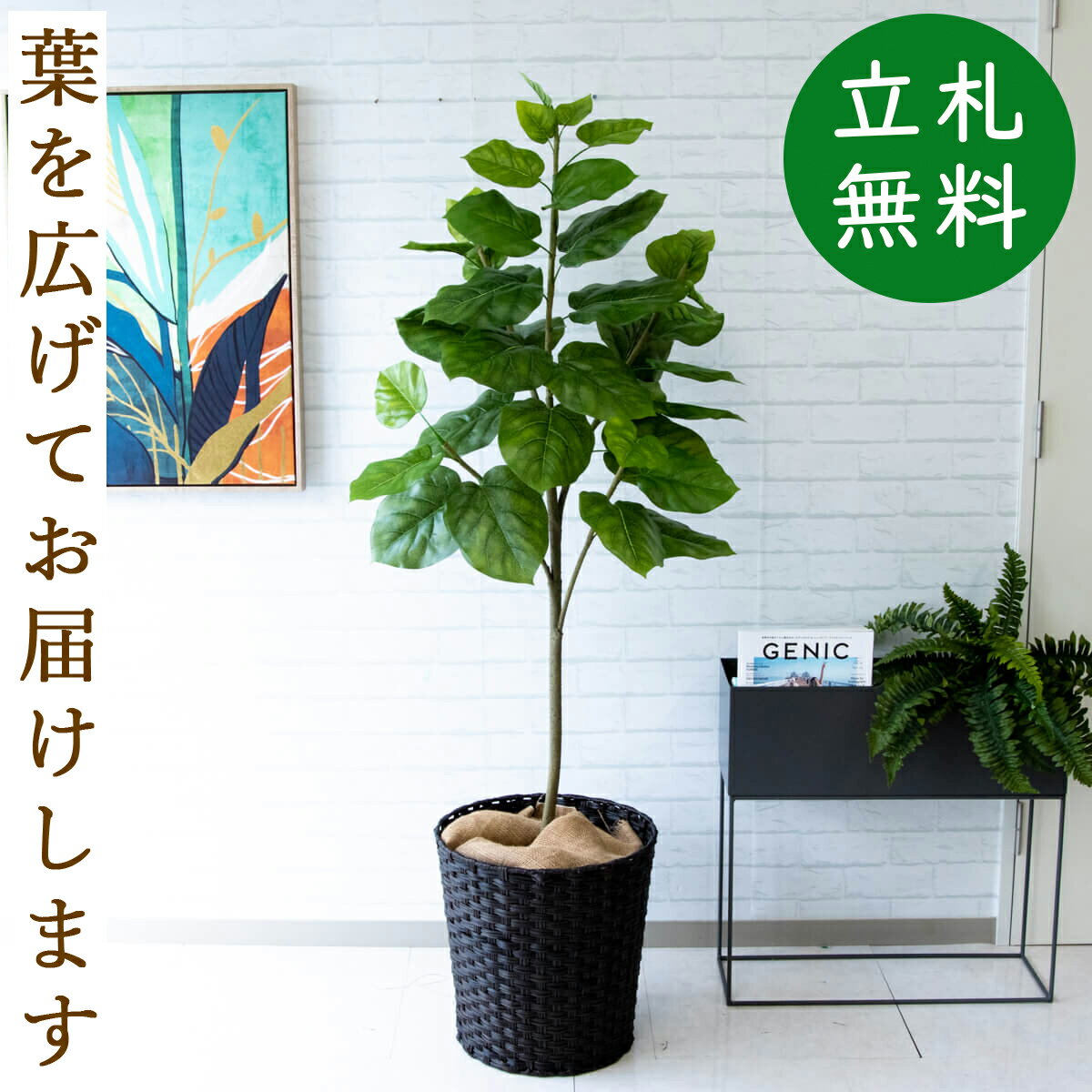 人工観葉植物 フェイクグリーン ウンベラータ H約150cm [お祝い立札無料] 観葉植物 フェイク 造花 開店祝い 開業祝い お祝い おしゃれ インテリア 住宅展示場 店舗【PG096-MEL38DB ウンベラータ H約150cm/バスケット鉢】