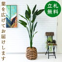 人工 観葉植物 フェイク グリーン ストレチア H約160cm 店舗 装飾 開店 開業 移転 祝い ギフト プレゼント 住宅展示場 モデルハウス オフィス 