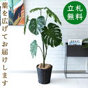 人工 観葉植物 フェイク グリーン モンステラ H約125cm 店舗 装飾 開店 開業 移転 祝い ギフト プレゼント 住宅展示場 モデルハウス オフィス 