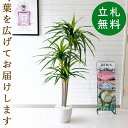 人工観葉植物 フェイクグリーン ドラセナx3トランク H約130cm [お祝い立札無料] 観葉植物 フェイク 造花 開店祝い 開業祝い お祝い おしゃれ インテリア 住宅展示場 店舗【PG180 ドラセナx3トランク H約130cm/陶器鉢】