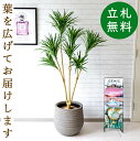 人工 観葉植物 フェイク グリーン ドラセナコンシネ H約155cm 店舗 装飾 開店 開業 移転 祝い ギフト プレゼント 住宅展示場 モデルハウス オフィス 