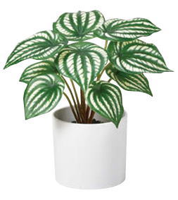 アイコ Artificial Plants ペペロミア(ポット付) 高さ21cm