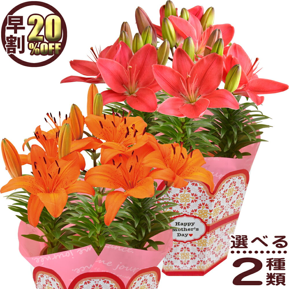 早割20%OFF 母の日 ギフト プレゼント 花 2019 送料無料 百合 花色が選べるお花 母の日プレゼント 鉢植え