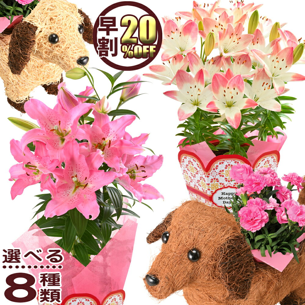 早割20%OFF 母の日 ギフト プレゼント 花 2019 送料無料 カーネーション 百合 マダガスカルジャスミン ガーデニア 8種類から選べるお花 母の日プレゼント 鉢植え