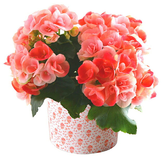 リーガース 鉢植え 花 ギフト 誕生日 お祝い フラワーギフト 女性 プレゼント 母の日 送料無料