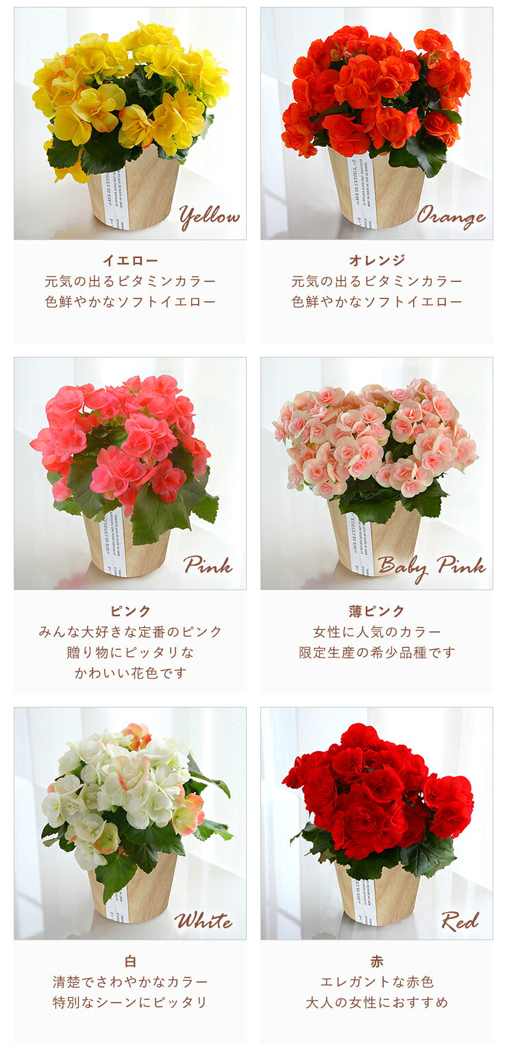 【エントリーでポイント10倍】 当日発送17時〆 ベゴニア リーガースベコニア 花 プレゼント リーガース 鉢植え ギフト 花鉢 鉢花 鉢 室内 女性 誕生日 お祝い 母の日 父の日 敬老の日 母の日ギフト 母の日プレゼント フラワーギフト 087gift-10000788 花のギフト社OnlineShop サンプル画像2