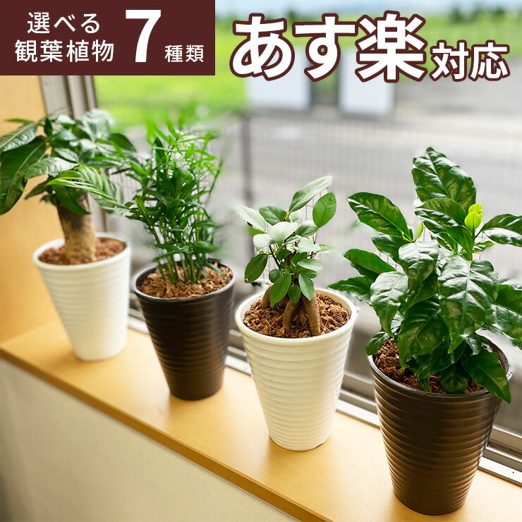 観葉植物 インテリア ガジュマル パ