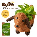 あす楽 14時まで わんわん ポトス 鉢植え 観葉植物 鉢花 ギフト 誕生日 お祝い プレゼント 東北〜関西 送料無料 花 ギフト フラワーギフト 花のギフト社 父の日 プレゼント 贈り物