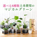 観葉植物 小さい ハイドロカルチャー 水耕栽培 水栽培 観葉植物 おしゃれ 鉢 インテリア グリーン ギフト 植物 誕生日 プレゼント 女性 退職祝い 引っ越し祝い 新築祝い 入学祝い 贈り物 花のギフト社