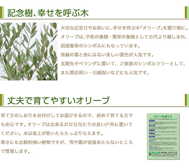 初心者におすすめ オリーブの品種と特徴7選 1 樹形と開花時期 植物のタナログ 初心者におすすめ オリーブの品種と特徴7選 1 樹形と開花時期 植物のタナログ