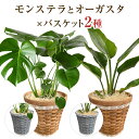 花のギフト社 花の鉢植え モンステラ 観葉植物 大型 鉢 おしゃれ 6号鉢 オーガスタ 鉢植え インテリア 開店祝い 移転祝い 新築祝い 誕生日 花 室内 ギフト プレゼント モダン アジアン あす楽 送料無料