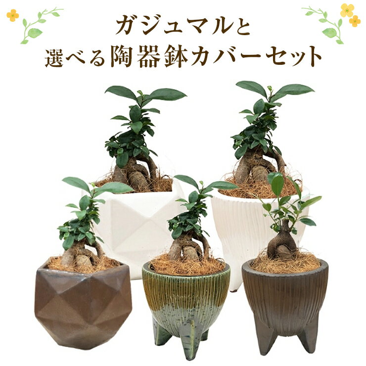 あす楽 14時まで ガジュマル 観葉植物 3号 鉢植え ミニ多幸の木 ガジュマルの木 陶器 鉢カバー 観葉 小さい かわいい おしゃれ 花のギフト社