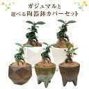 ガジュマル 観葉植物 3号 鉢植え ミニ多幸の木 ガジュマルの木 陶器 鉢カバー 観葉 小さい かわいい おしゃれ 花のギフト社