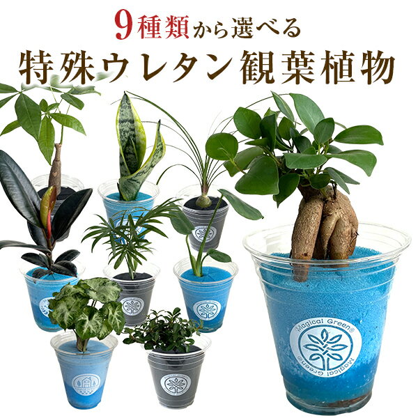 楽天花のギフト社OnlineShop観葉植物 小さい 鉢 おしゃれ 白 小型 ポット ガジュマル ミニ サンスベリア パキラ 多幸の木 サンセベリア トックリラン シンゴニウム フィカス バーガンディ インテリア グリーン誕生日 お祝い プレゼントミニ ミニ観葉植物