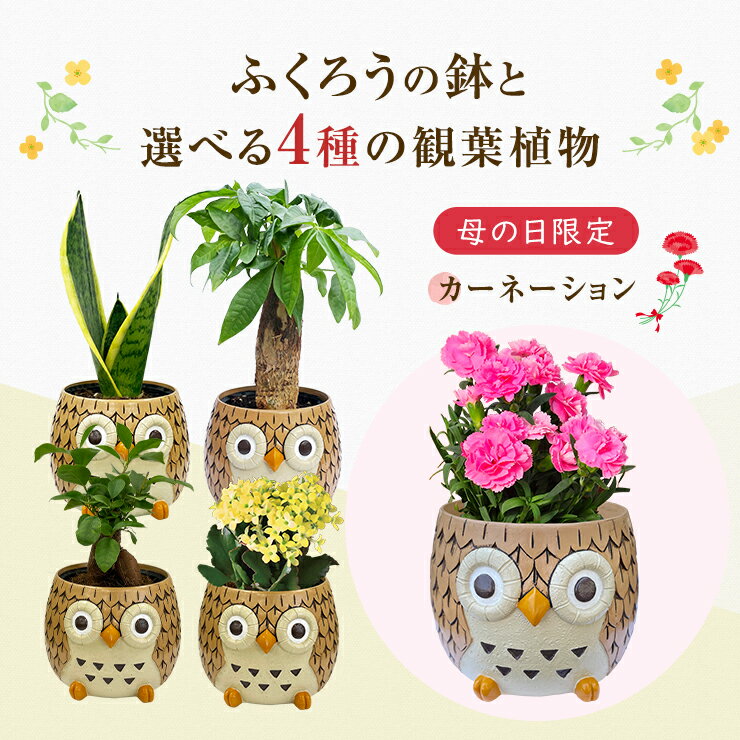 ※シェフレラ /ホンコンカポック（7号）【人気】観葉植物/大型商品 / 同梱不可