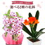 デンドロビウム 君子蘭 万両 鉢植え 花 ギフト プレゼント 3種から選べる冬の花 お花 5号鉢 鉢花 花鉢 縁起物 東北〜関西送料無料 お歳暮 クリスマス 誕生日 正月 フラワーギフト 花のギフト社