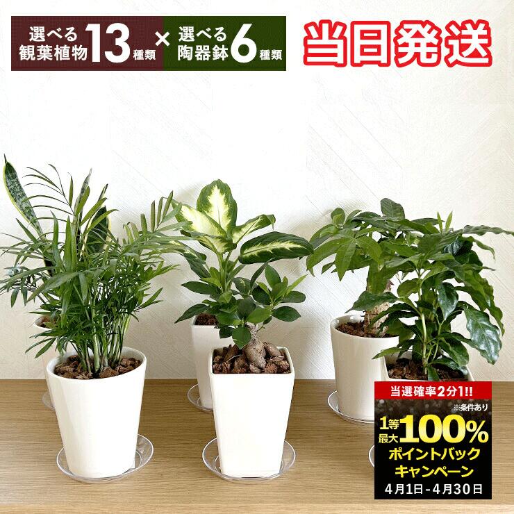 楽天市場】ユッカ(高さ(植物)~ 70.9cm)(観葉植物|花 楽天市場】ユッカ(高さ(植物)~ 70.9cm)(観葉植物|花