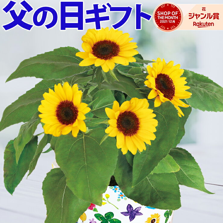 父の日ギフト 父の日 花 ギフト 送料無料 東北〜関西 プレゼント 鉢植え ひまわり ガーデニア ほおずき パッションフルーツ お花 鉢花 花鉢 果樹 花のギフト社 クーポン