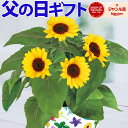 花のギフト社 花の鉢植え 父の日ギフト 父の日 花 ギフト 送料無料 東北〜関西 プレゼント 鉢植え ひまわり ガーデニア ほおずき パッションフルーツ お花 鉢花 花鉢 果樹 花のギフト社 クーポン