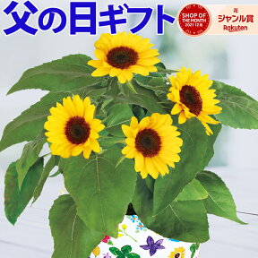 父の日ギフト 父の日 花 ギフト 送料無料 東北〜関西 プレゼント 鉢植え ひまわり ガーデニア ほおずき パッションフルーツ お花 鉢花 花鉢 果樹 花のギフト社 クーポン