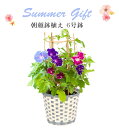 朝顔鉢植え 朝顔の鉢植え 朝顔 朝顔市 鉢花 花鉢 あさがお アサガオ 鉢植え フラワーギフト 中元 ギフト 誕生日 プレゼント 花のギフト社 - 花のギフト社OnlineShop