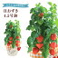 あす楽 14時まで ほおずき鉢植え ほおずきの鉢植え ホオズキ鉢植え ほおずき 鉢花 花鉢 フラワーギフト 鉢花 中元 誕生日 プレゼント 花のギフト社