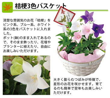 早得 ポイント5倍 敬老の日 ギフト 選べる秋の花鉢 送料無料 花 フラワーギフト プレゼント 鉢植え リンドウ ケイトウ 桔梗 アザレア