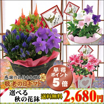 早得 ポイント5倍 敬老の日 ギフト 選べる秋の花鉢 送料無料 花 フラワーギフト プレゼント 鉢植え リンドウ ケイトウ 桔梗 アザレア