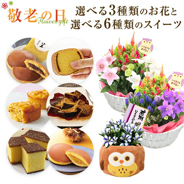 敬老の日 早割 10％OFF 花 ギフト プレゼント 花とスイーツ セット 花 リンドウ 白寿 桔梗 ケイトウ 鉢植え 鉢花 花鉢 文明堂 カステラ どら焼き こがね芋 わらび餅 日光カステラ 東北〜関西送料無料 フクロウ フラワーギフト 花のギフト社