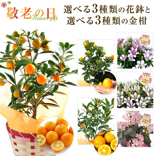 早割 5％OFF! 敬老の日 花 ギフト メッセージカード付き リンドウ 白寿 心美長寿 におい桜 金柑 鉢植え ニンポウ金柑 大実金柑 プチマル フラワーギフト 鉢花 花鉢 苗木 東北〜関西 送料無料 プレゼント 花のギフト社