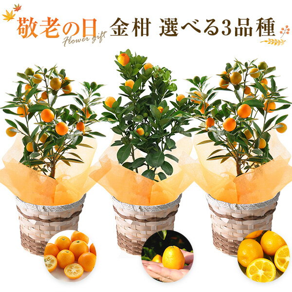 早割10%OFF敬老の日花ギフトプレゼント金柑鉢植え選べる3品種ニンポウ金柑大実金柑プチマルフラワーギフト鉢花花鉢苗木東北〜関西送料無料敬老の日プレゼント花のギフト社