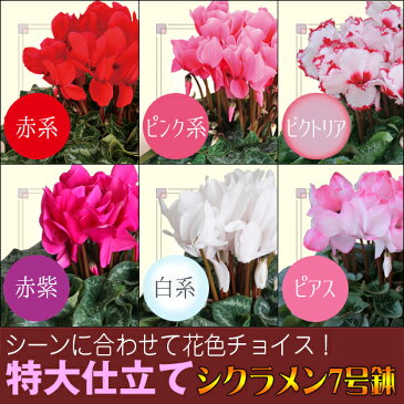 選べる花色 シクラメン 特鉢7号 鉢植え 歳暮 冬ギフト 誕生日 花 ギフト プレゼント 送料無料