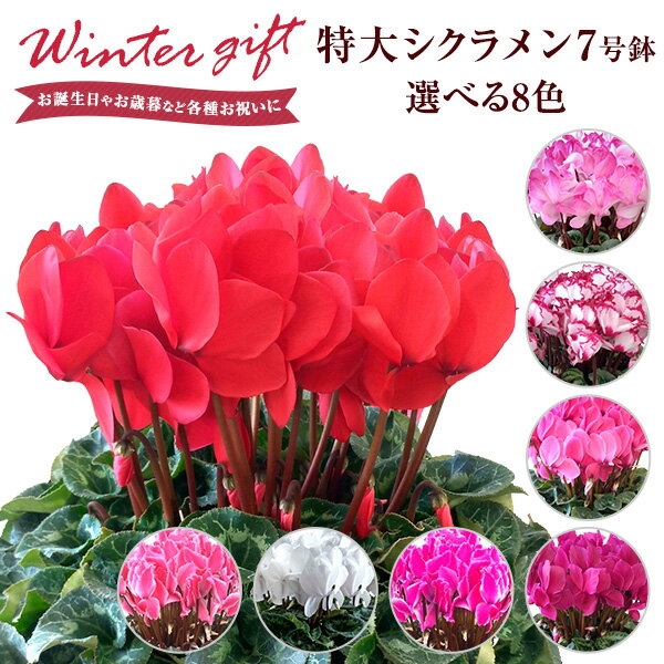 クリスマスフラワーは生花!シクラメンの鉢植えをギフトのおすすめ