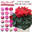 シクラメン 花 ギフト プレゼント 20種から選べる品種 お...