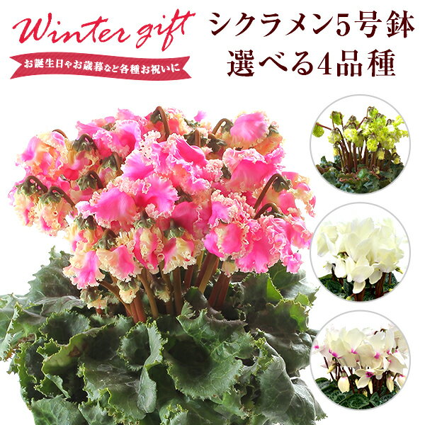 シクラメン 鉢植え 5号 ギフト プレゼント お花 鉢花 花鉢 しくらめん 花 5号鉢 鉢 送料無料 アイスプリンセス ゴールデンボーイ ゴールデンガール プリマドンナ 赤 ピンク お歳暮 クリスマス 誕生日のサムネイル