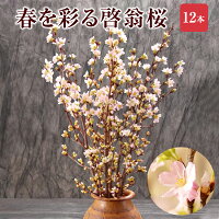 あす楽 14時まで 啓翁桜 さくら 桜 12本 花束 切花 生花 サクラ けいおうざくら 花 桜のお花 正月桜 フラワーギフト お歳暮 正月 迎春 お正月 誕生日 お祝い 送別会 花ギフト プレゼント お花見 山形 寒河江 けいおう桜