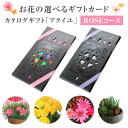 \P5倍!1日限定/カタログギフト アクイユ ローズコース 送料無料 花 花ギフト フラワー ギフト プレゼント 鉢植え 花鉢 鉢花 花束 生花 アレンジ プリ...