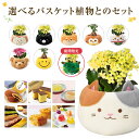翌日配達 14時〆 ガジュマル カランコエ 観葉植物 お花 花鉢 鉢花 鉢植え 文明堂 どら焼き いちごの里 日光 カステラ 中島大祥堂 吉野の葛餅 ゼリー 誕...