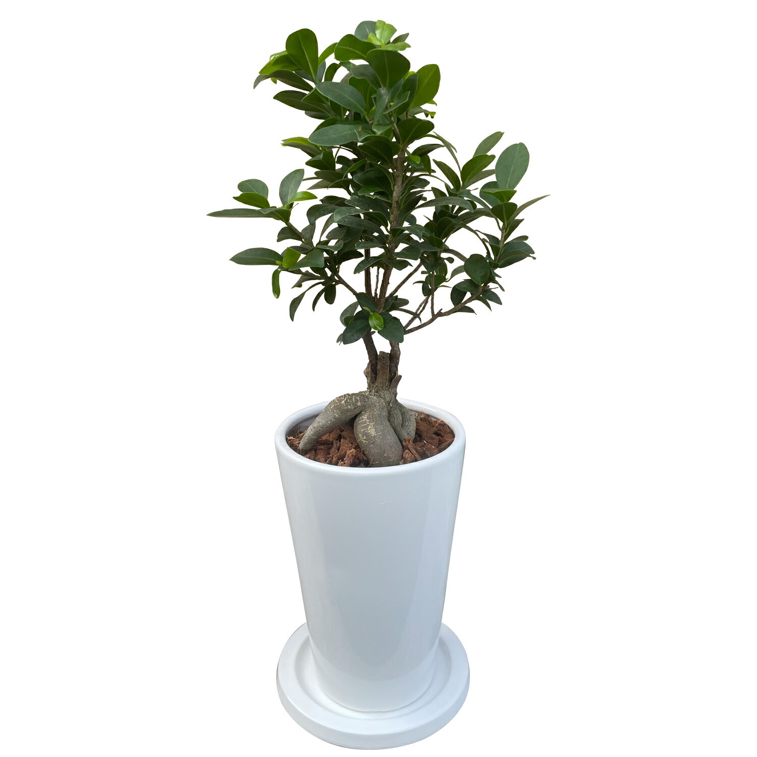 翌日配達 14時〆 観葉植物 インテリア ガジュマル ギフト 陶器鉢 白 おしゃれ 観葉 植物 鉢植え 低木 木 陶器 多幸の木 お祝い 室内