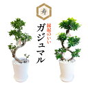 翌日配達 14時〆 ガジュマル 大型 昇り龍 ガジュマルの木 観葉植物 8号 盆栽 本物 お祝い 開店祝い 新築祝い 観葉 ギフト