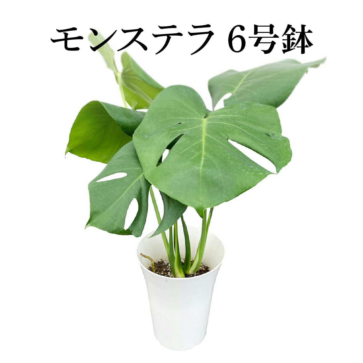 モンステラ 観葉植物 大型 6号 おしゃれ お祝い インテリア グリーン 鉢植え プラスチック鉢 ハート形