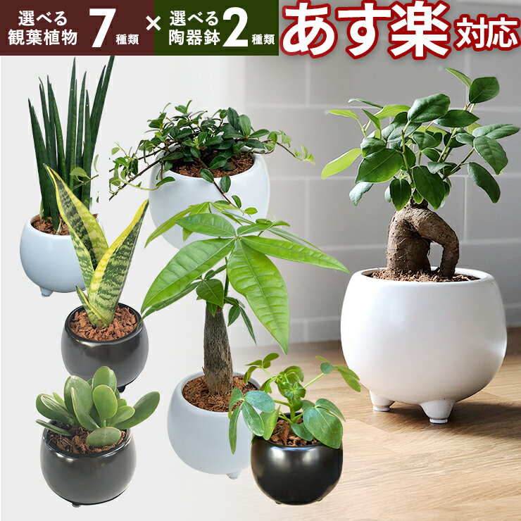 バキラ あす楽 14時まで 観葉植物 ミニ 観葉 小さい おしゃれ 白 小型 陶器 ポット ガジュマル 鉢 サンスベリア 金のなる木 パキラ 多幸の木 サンセベリア カポック 多肉植物 陶器 鉢植え 誕生日 お祝い プレゼント