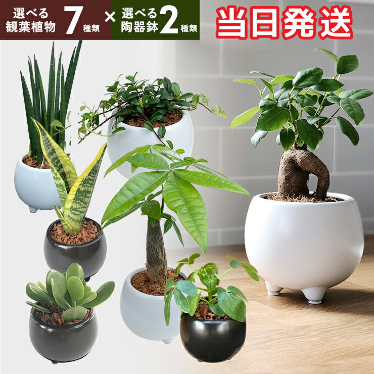 楽天市場】観葉植物 ミニ 金のなる木の通販 楽天市場】観葉植物 ミニ 金のなる木の通販