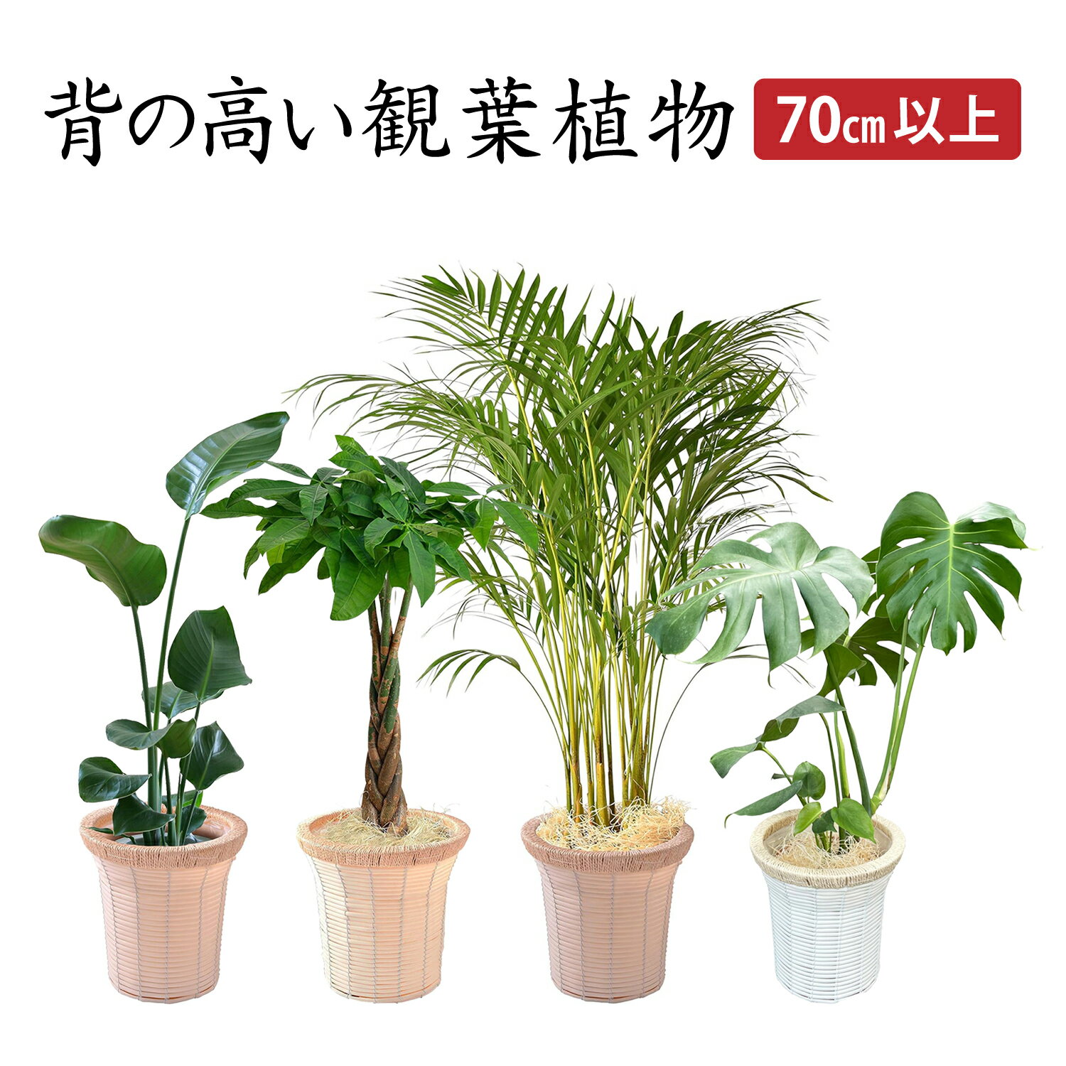 楽天花のギフト社OnlineShop観葉植物 オーガスタ パキラ アレカヤシ モンステラ 本物 大型 7号 観葉 植物 室内用 7号鉢 室内 風水 鉢植え インテリア 開店祝い 移転祝い 新築祝い 誕生日 花 室内 ギフト プレゼント モダン アジアン あす楽 送料無料